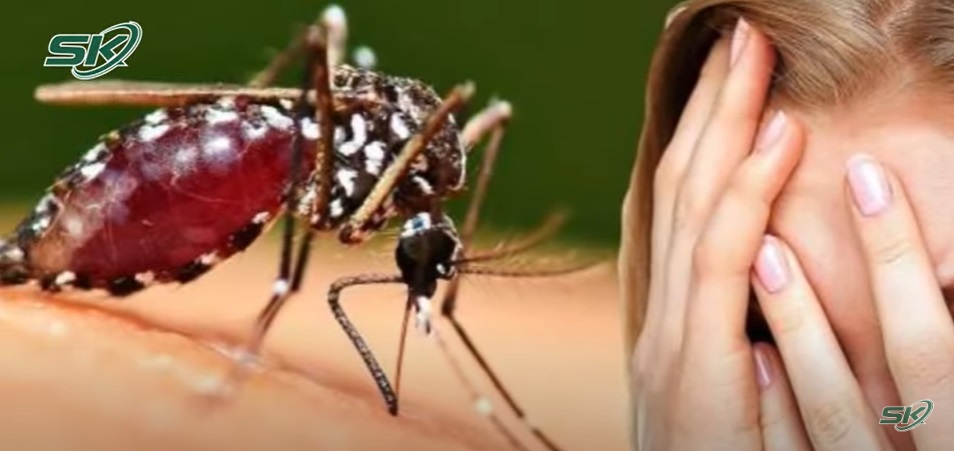 Mùa hè cảnh giác với các côn trùng gây bệnh nguy hiểm cho người - 1