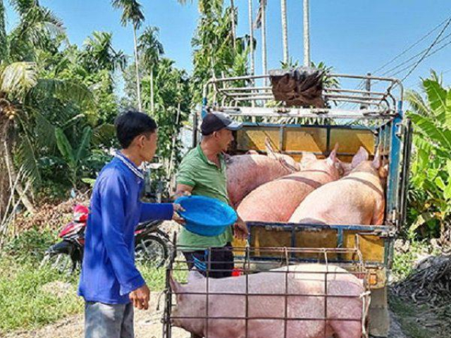 Giá lợn hơi tăng nhẹ, người chăn nuôi chưa có lãi nên ngại tái đàn