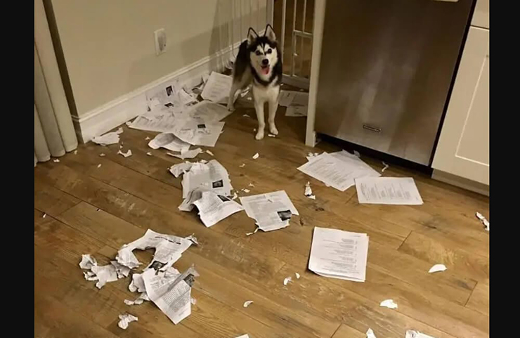 Huskies nổi tiếng là rất kịch tính và nguyên nhân của sự tàn phá này có thể là do một điều gì đó nhỏ nhặt, chẳng hạn như vuốt ve chúng một lần quá ít hoặc rời khỏi nhà quá lâu trong một phút.
