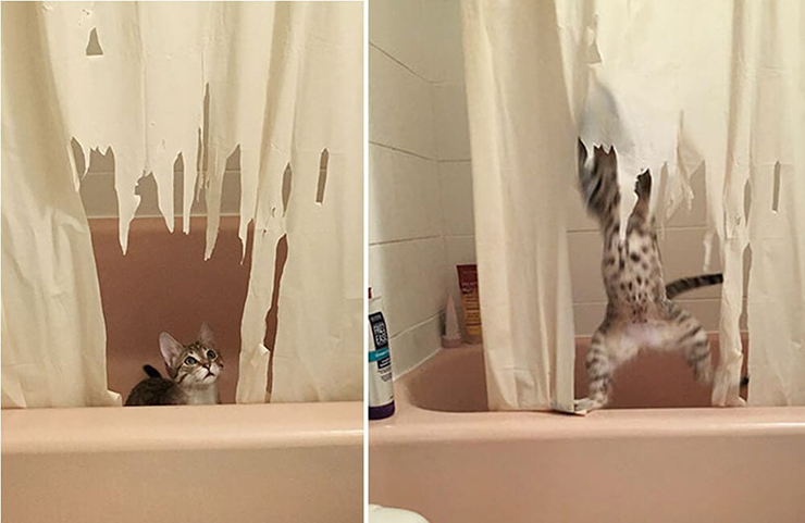 Chú mèo con này nghĩ rằng rèm tắm là một loại sinh vật sống cần phải đánh bại. 
