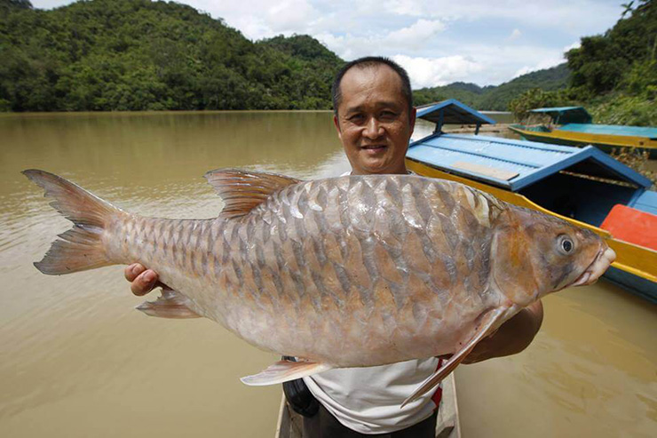 Cá Empurau (hay Tor Tambroides) là loài cá nước ngọt đắt nhất ở Malaysia và chỉ được tìm thấy tại các sông của bang Sarawak
