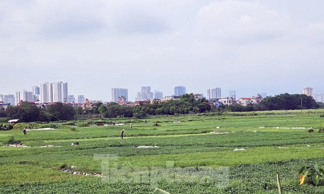 Người dân vẫn canh tác, trồng lúa, trồng rau trên khu đất dự án.