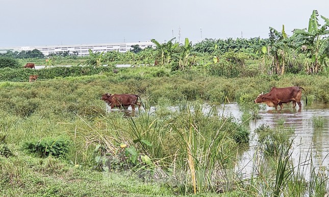 Siêu dự án khu nhà ở sinh thái Đồng Mai &#39;ôm&#39; đất gần 20 năm không triển khai - 3