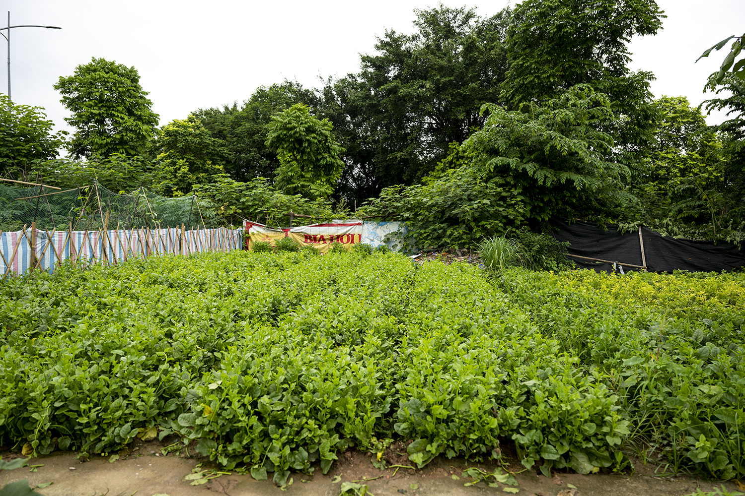 Hình ảnh ngổn ngang tại dự án công viên Chu Văn An - “lá phổi xanh” ở Tây Nam Hà Nội - 13