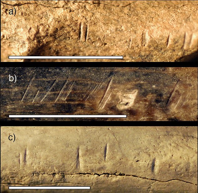 Vết cắt trên hóa thạch xương người cổ xưa cách đây 1,5 triệu năm hé lộ điều đáng sợ? - 1