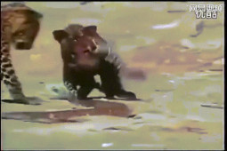 Video: Rắn hổ mang chúa dùng vũ khí lợi hại tử chiến 3 con báo đốm và cái kết