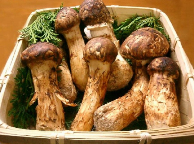 Như các loại nấm khác, nấm Matsutake của Nhật Bản có màu nấm sậm, gần giống với màu gỗ của cây tùng.
