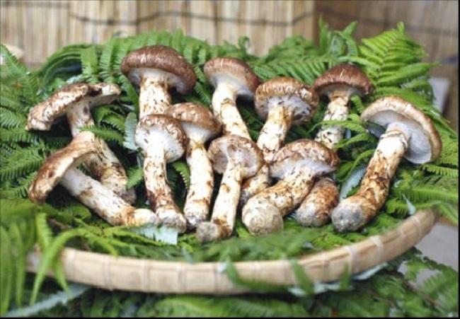 Matsutake không chỉ được biết đến với hàm lượng dinh dưỡng cao mà còn nổi tiếng bởi hương thơm độc nhất vô nhị. Nó vừa có mùi vị đặc trưng của các loại nấm hảo hạng, vừa phảng phất mùi thơm của cây cỏ, thịt chắc và có vị cay.
