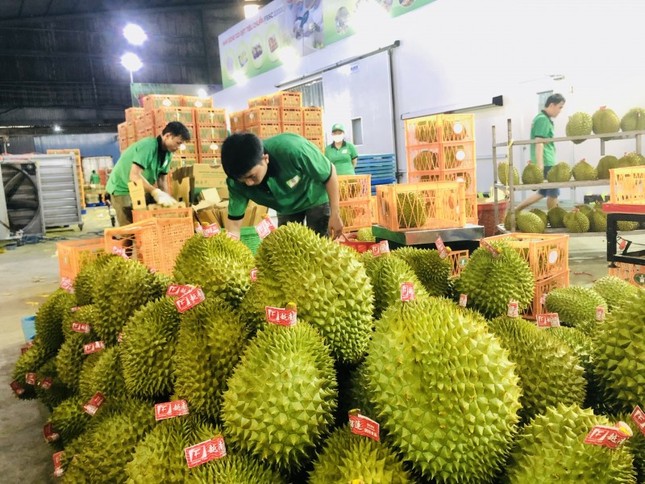 Sầu riêng Việt tuy có nhiều lợi thế nhưng hiện vẫn lép vế hơn so với sầu riêng Thái, Malaysia về thương hiệu và giá bán.