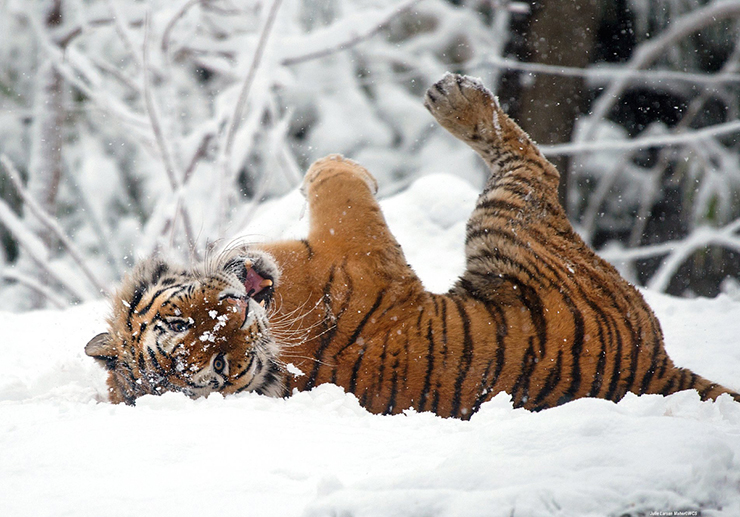 Con hổ Amur của vườn thú tận hưởng một ngày vui chơi trong tuyết.&nbsp;
