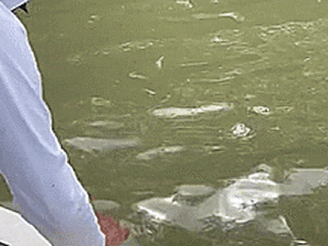 Video: Kinh hoàng cá mập ngoạm vào tay, kéo người đàn ông xuống nước