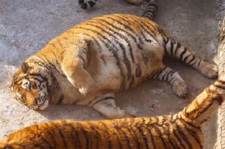 Chú hổ mũm mĩm, béo tròn ở công viên Siberian Tiger (Trung Quốc).
