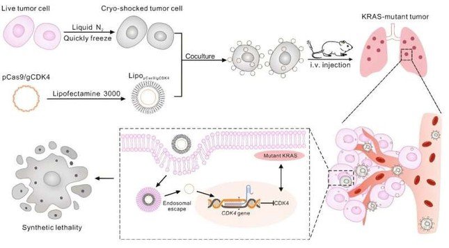 Quy trình cung cấp tế bào LNT của hạt nano CRISPR-Cas9 để điều trị khối u phổi. (Nguồn: Tiến bộ khoa học 2024.