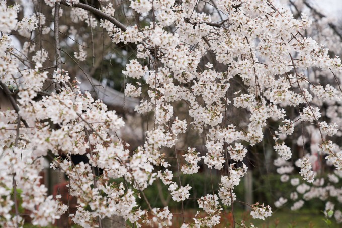 Hoa anh đào đầu mùa ở Kyoto. Ảnh chụp ngày 31/3. Ảnh: Thu Trần