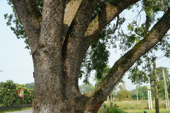 Trải qua hơn 100 năm, hai hàng cây xà cừ vẫn xanh tốt. Đa số các cây xà cừ cổ thụ này có thân to lớn, chia làm nhiều nhánh. Mỗi cây cao khoảng 30-40m.