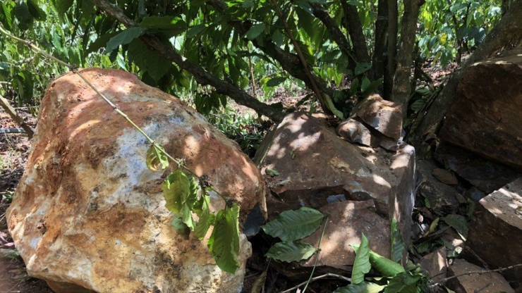 Những tảng đá to từ mỏ đá lăn xuống vườn cà phê của người dân. Ảnh: VT