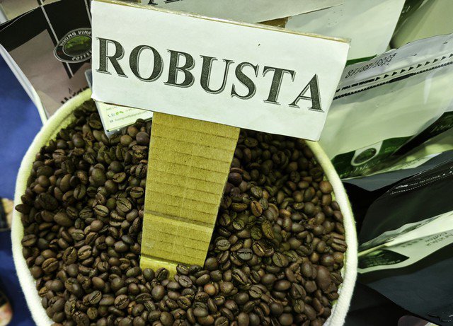 Giá cà phê Robusta đang sốt trên toàn cầu