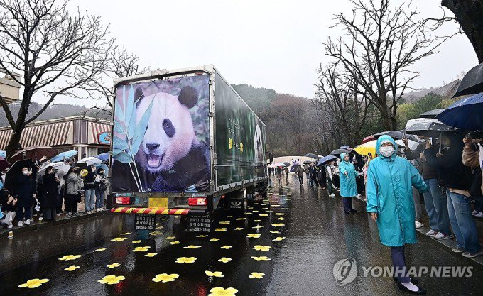 Xe chở Fu Bao rời sở thú ở công viên Everland, ngày 3/4. Ảnh: Yonhap