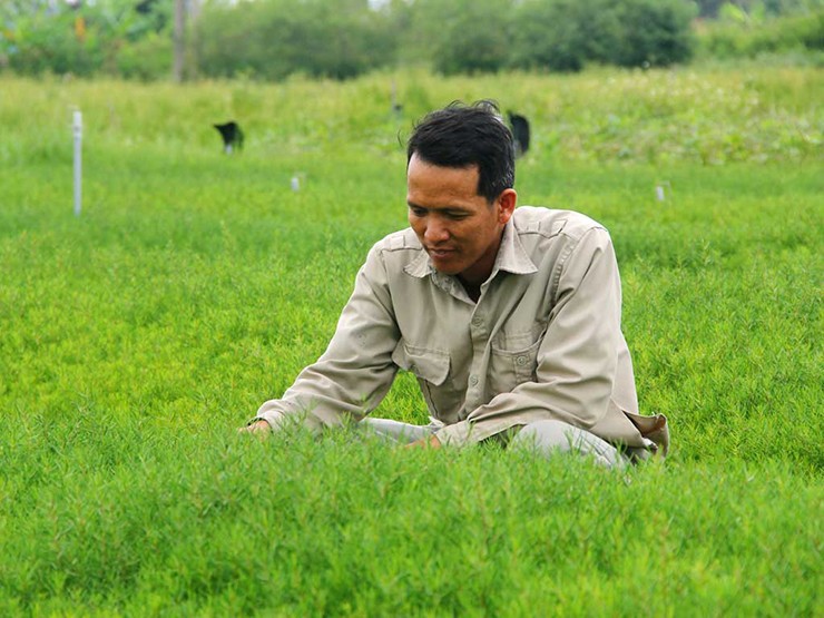 Thấy hiệu quả kinh tế của rau nhót, nhiều người dân đã thuần hóa loại rau dại này, trồng để làm kinh tế. Năm 2018, anh Trần Văn Quân (ở phường Mai Hùng, TX Hoàng Mai, Nghệ An) dốc hết vốn liếng, vay mượn người thân bạn bè gần 1 tỷ đồng “đánh liều” khởi nghiệp với rau nhót
