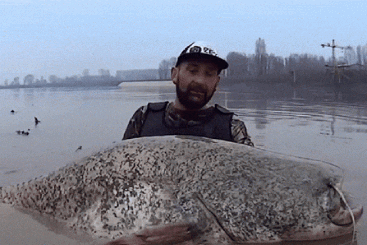 Clip: Người đàn ông câu được cá trê khổng lồ dài 2,68 mét trên sông