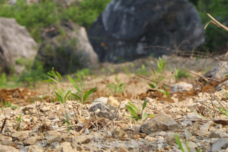 Tại các điểm khai thác cũ và mới, UBND xã Minh Châu đã hợp đồng với nhân viên bảo vệ trồng tràm. Đây được xem là một trong những biện pháp để bảo vệ di tích quốc gia Lèn Hai Vai. Tuy nhiên, nhiều người lo ngại khi tràm trưởng thành, việc khai thác gỗ cũng sẽ ảnh hưởng đến hiện trạng gốc của di tích này.