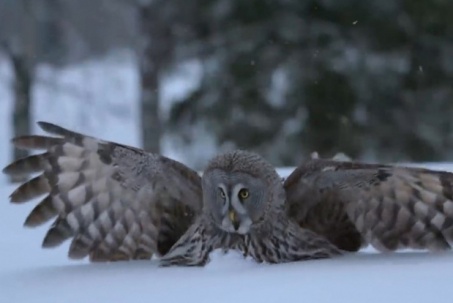 Siêu thính lực giúp hù xám lớn săn mồi ẩn dưới tuyết