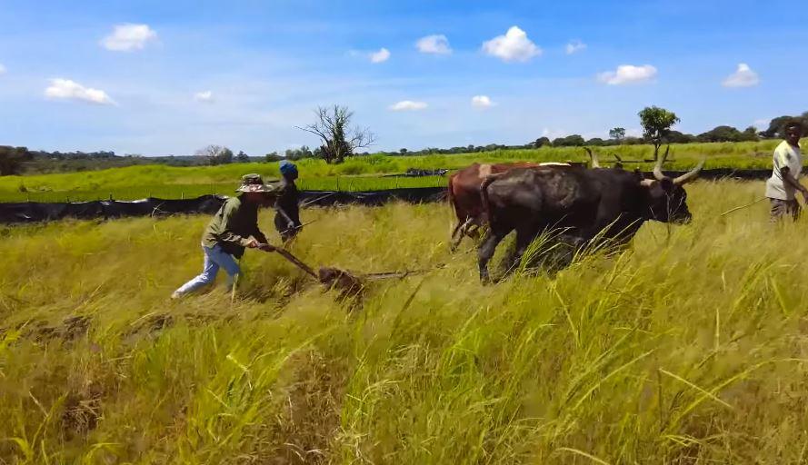 Góc đặc biệt trong trang trại của Quang Linh Vlogs ở châu Phi - 6