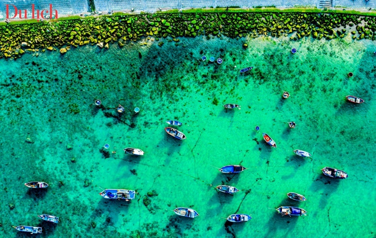 Bãi rêu xanh mướt hút du khách đến Bình Định