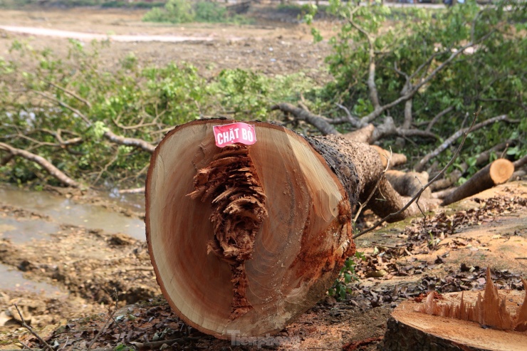 Theo ghi nhận của phóng viên Tiền Phong, những hàng cây xanh bị đốn hạ nằm tại khu vực xung quanh hồ Bồng Sơn. Tại đây đã có hàng trăm gốc cây đã bị chặt bỏ, đổ ngã giữa vỉa hè.