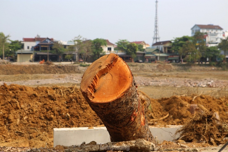Hàng cây xà cừ 30 năm tuổi bị đốn hạ phục vụ dự án trăm tỷ khiến nhiều người tiếc nuối - 4
