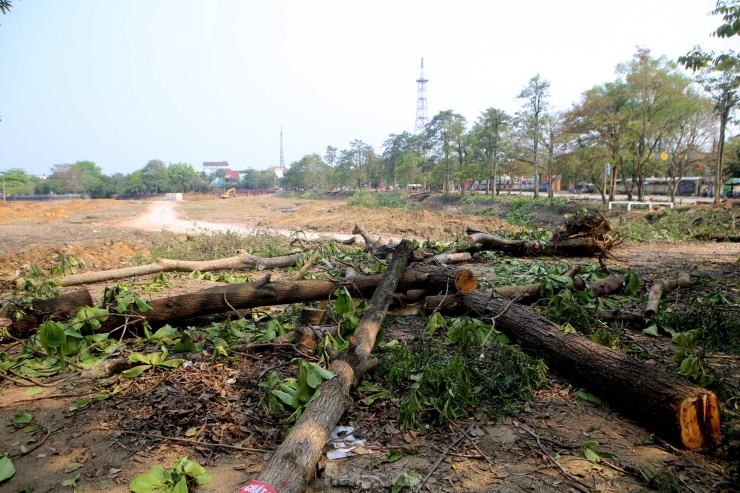 Theo lãnh đạo UBND thị trấn Hương Khê, hàng cây này được trồng từ năm 1994 đến nay. Để thực hiện dự án này, địa phương đã họp bàn và đưa ra phương án chặt 323 cây xanh, di dời 107 cây và giữ nguyên 83 cây. Số cây phải chặt bỏ là những cây phượng, xà cừ, bàng, keo…