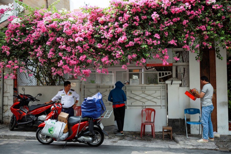 Người dân Sài Gòn trồng hoa giấy không chỉ vì những mùa hoa tô điểm cho phố xá, nhà cửa, hàng quán... Mà bóng mát của giàn hoa giấy cũng mang đến cảm giác yên bình, thư thả.