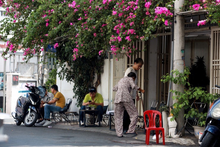 Nhiều quán cà phê ở Sài Gòn chọn trồng hoa giấy để tạo cảnh sắc và bóng mát.