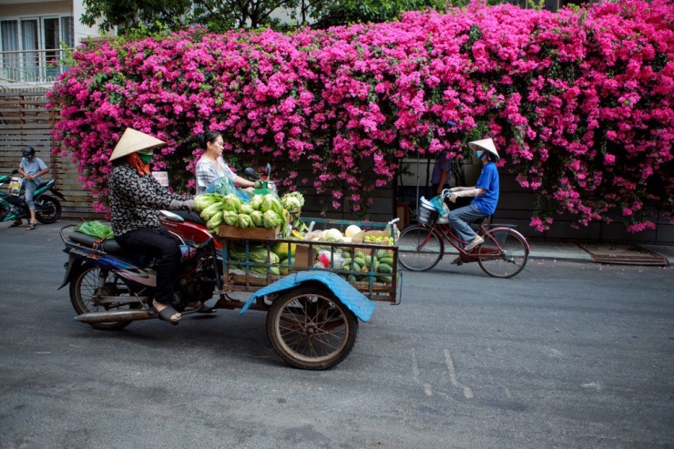 Giữa nhịp sống hối hả và vội vã của Sài Gòn, mùa hoa giấy như một nét bình dị, tô điểm cho thành phố thêm rực rỡ và sinh động.
