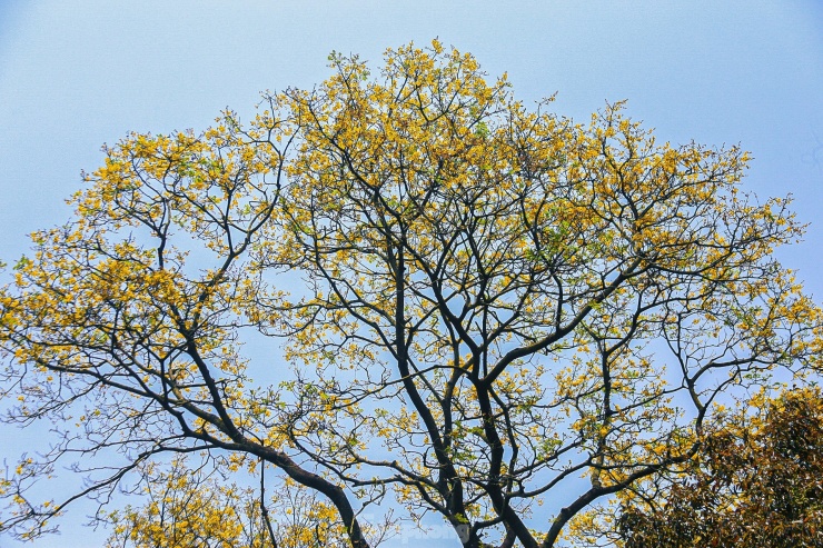 Nhiều cây lim xẹt cao cả chục mét phủ vàng cả cánh rừng, lá và hoa của cây này là thức ăn yêu thích của loài Voọc Chà vá chân nâu quý hiếm.