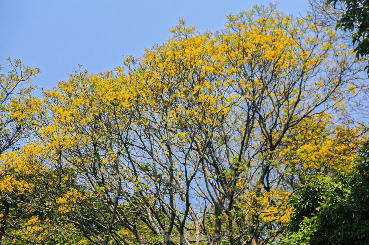 Nhiều cây, hoa có màu sắc rực rỡ đang tô điểm thêm vẻ đẹp cho bán đảo Sơn Trà.