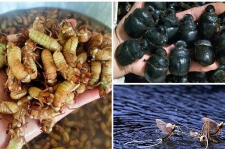 3 loại côn trùng tạo “cơn sốt”, giá lên tới hàng triệu đồng