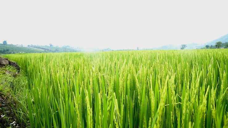 Luật Đất đai 2024 cho phép người không trực tiếp sản xuất nông nghiệp, tổ chức kinh tế được nhận chuyển nhượng đối với đất trồng lúa. Ảnh minh hoạ: TRẦN LINH