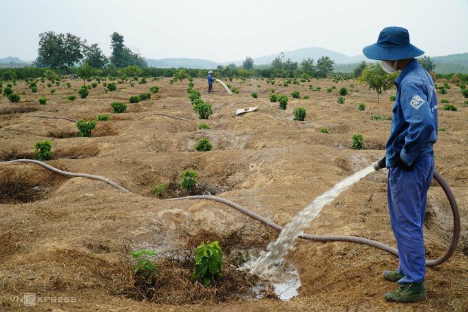 Chi Ngà cùng con trai tưới vườn cà phê mới tái canh. Ảnh: Trần Hóa