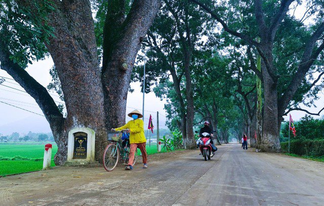 22 cây xà cừ cao 30-40 m, đường kính gốc 2 m, trồng từ thời Pháp thuộc ở thị trấn Nưa, huyện Triệu Sơn