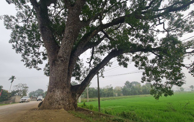 Hàng cây có tán lá rộng cao từ 30-40 m, có đường kính nhiều người ôm