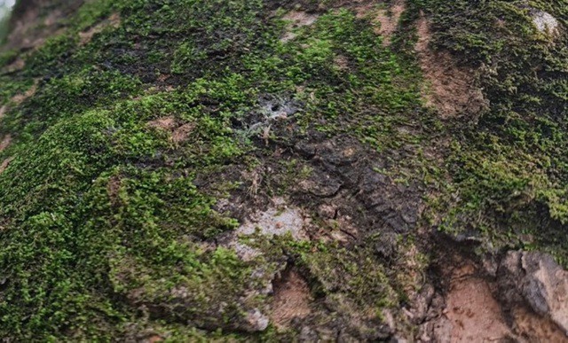 Rêu xanh phủ đầy thân cây di sản Việt Nam