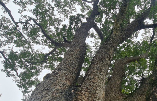 Ngắm hàng cây di sản hơn 100 năm tuổi dưới chân núi thiêng - 8