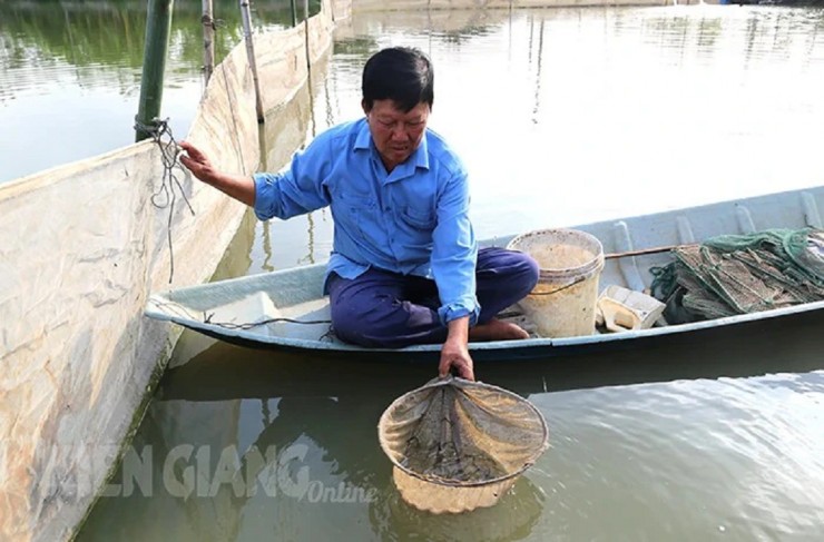 Nuôi cá chình, anh nông dân có doanh thu tiền tỷ mỗi năm. Ảnh: Báo Kiên Giang.