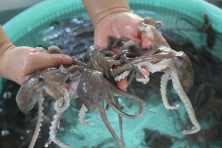 Loại hải sản "chân dài" có tên lạ hoắc, trước có đầy lại rẻ, nay thành đặc sản giá tới 800.000/kg