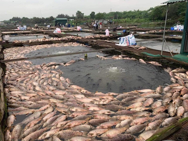 Cá lồng bè chết hàng loạt, người dân vớt cá chết lên bán với giá 1-2 nghìn đồng/kg, còn cá sống bán với giá 20-30 nghìn đồng/kg.