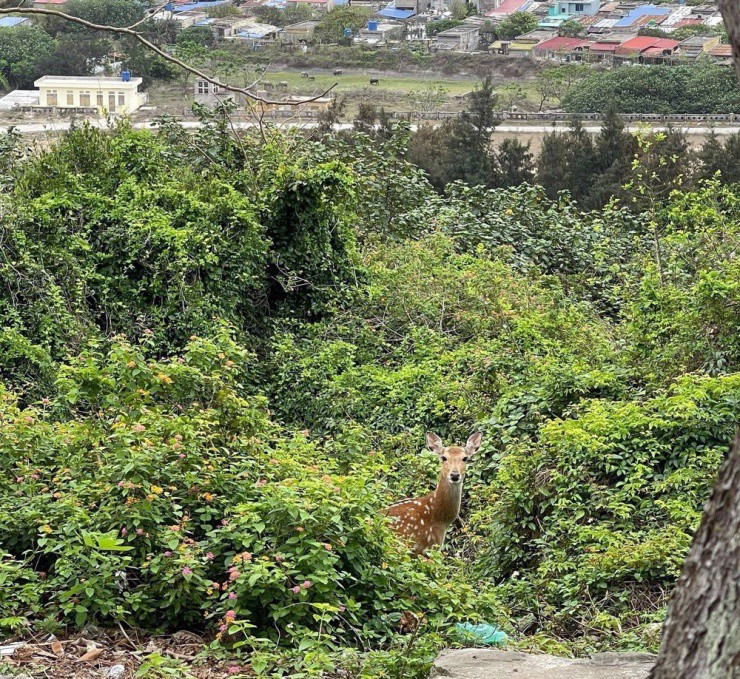 Hình ảnh chú hươu sao đáng yêu trên đảo Bạch Long Vĩ gây sốt mạng xã hội ngày 9-4