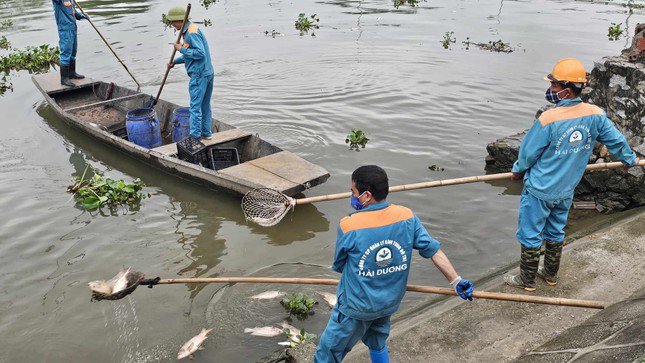 Công nhân tổ chức vớt cá chết từ sông Thái Bình trôi dạt vào sông Sặt, đoạn qua khu vực đông dân cư ở thành phố Hải Dương.