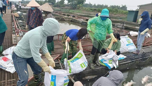 Đoàn viên thanh niên hỗ trợ nông dân xã Tiền Tiến (thành phố Hải Dương) vớt cá nuôi lồng chết trên sông Thái Bình. Ảnh: Đoàn thanh niên thành phố Hải Dương.