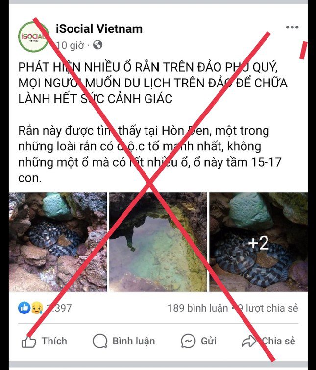Sự thật về ‘ổ rắn độc nhất thế giới’ bất ngờ xuất hiện ở đảo Phú Quý - 3